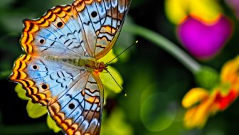 a beautiful blue and orange butterfly on a green plant