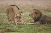 A lion resting on the green grass and the cub is stretching with his dark tail coming over and almost to his head. A happy look on his face.