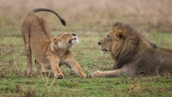 A lion resting on the green grass and the cub is stretching with his dark tail coming over and almost to his head. A happy look on his face.